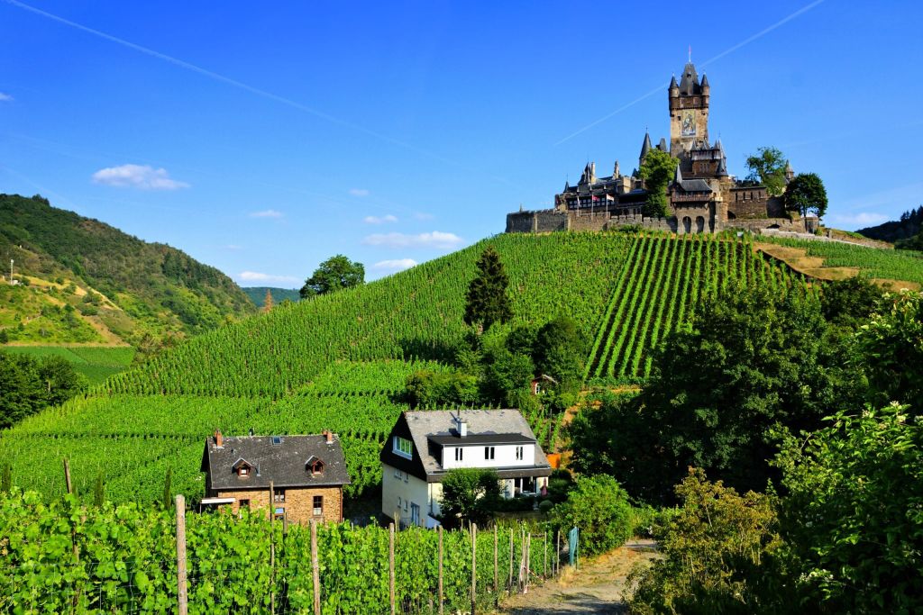 View of Cochem castle over vineyard covered hills, Germany