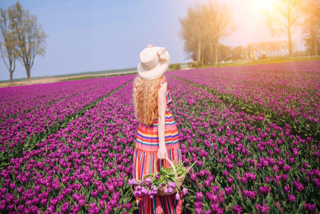 Beautiful red hair woman wearing in striped dress standing on colorful tulip flower fields in Amsterdam region, Holland.