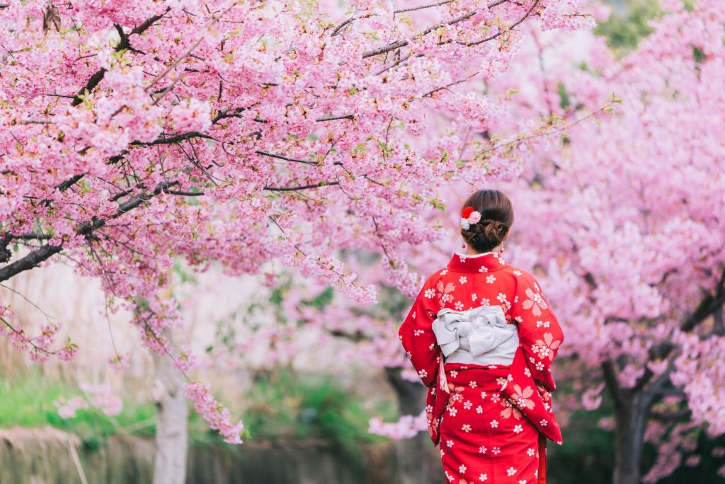 Woman in a red floral kimono with a hair ornament, walking beneath pink cherry blossom trees.