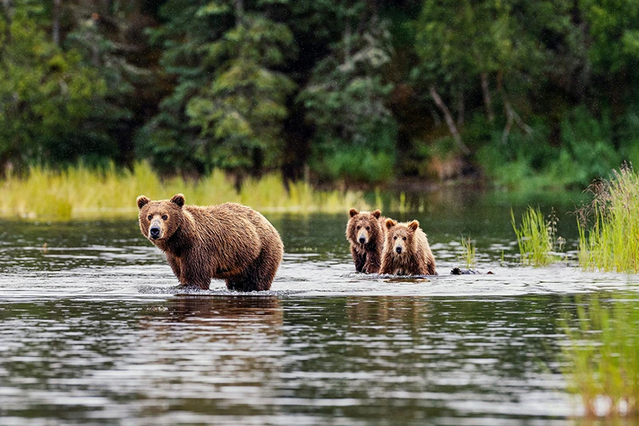 Once-in-a-lifetime experiences on this Scenic Alaskan Cruise