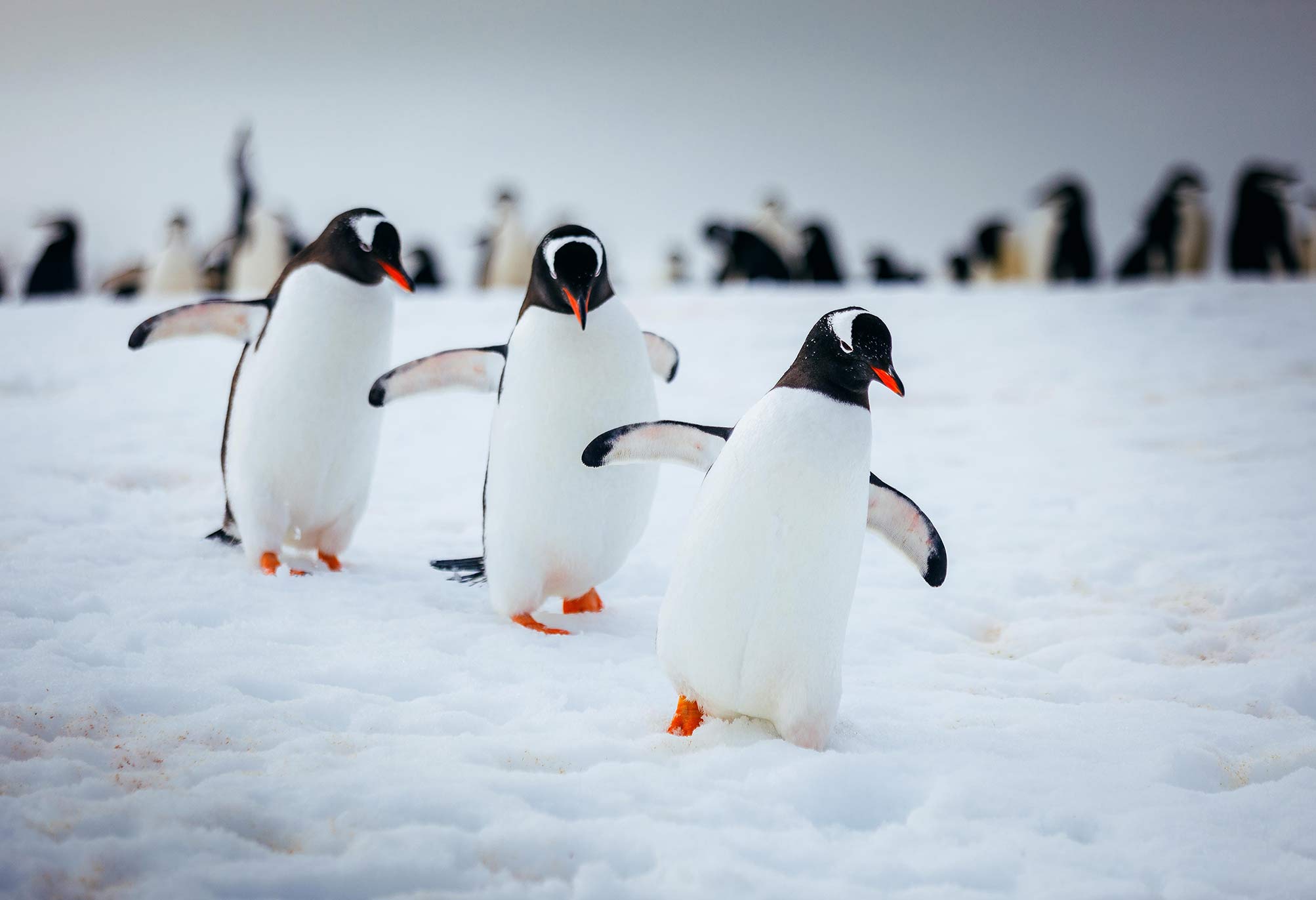 Penguins in Antarctica