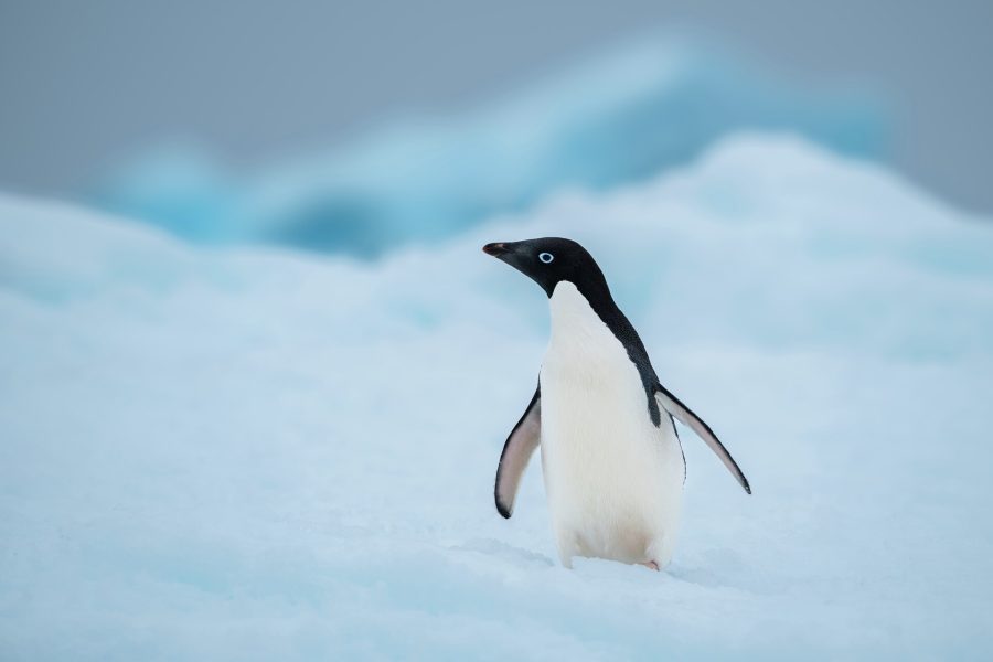 Antarctica