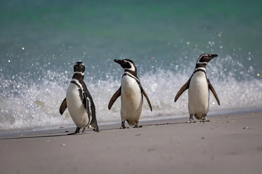 OSCAR-FARRERA-20211223-CARCASS-ISLAND-MAGELLANIC-PENGUINS