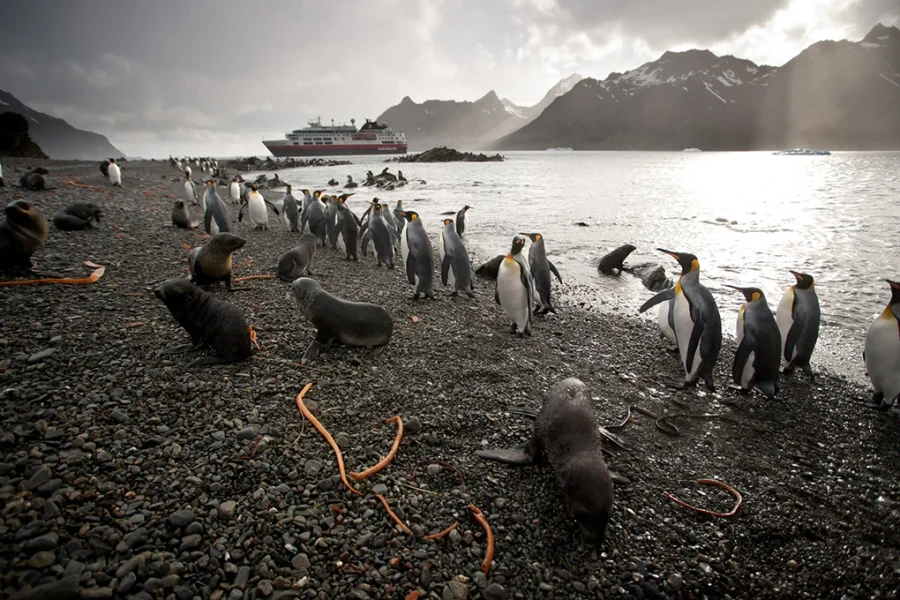 Penguins_Stromness_South_Georgia_HGR