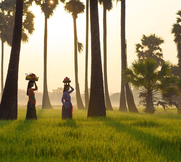 Two women in traditional dress balance baskets of fruit on their heads among tall palm trees at sunrise in a green field.