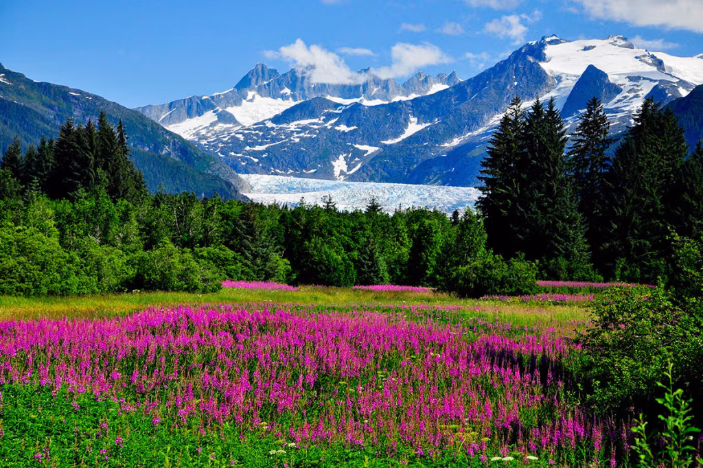Purple fireweed meadow in front of a glacier and snow-capped mountains under a bright blue sky.