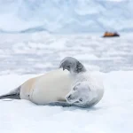 Quarkexpeditions Crabeater Seal Paradise Harbour Acaciajohnson 1