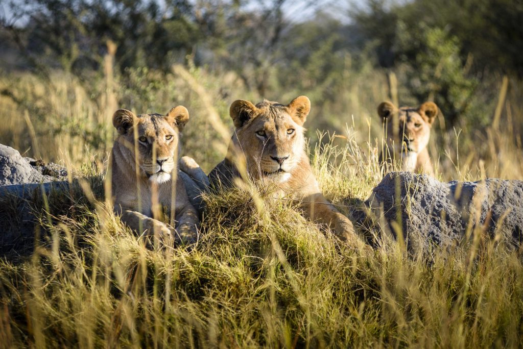 Three lionesses resting in tall golden grass among rocks at sunset.