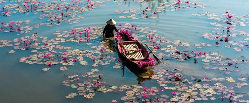 Harvesting waterlilies