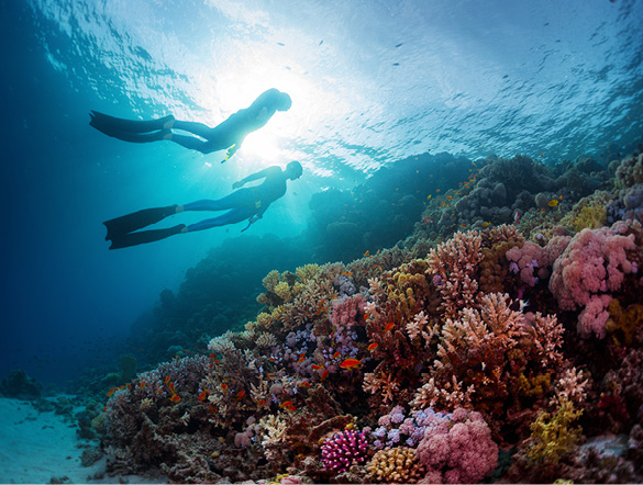 Caribbean Coral Reef