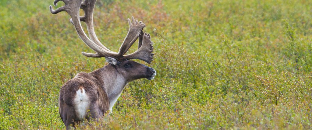Location: Denali National Park