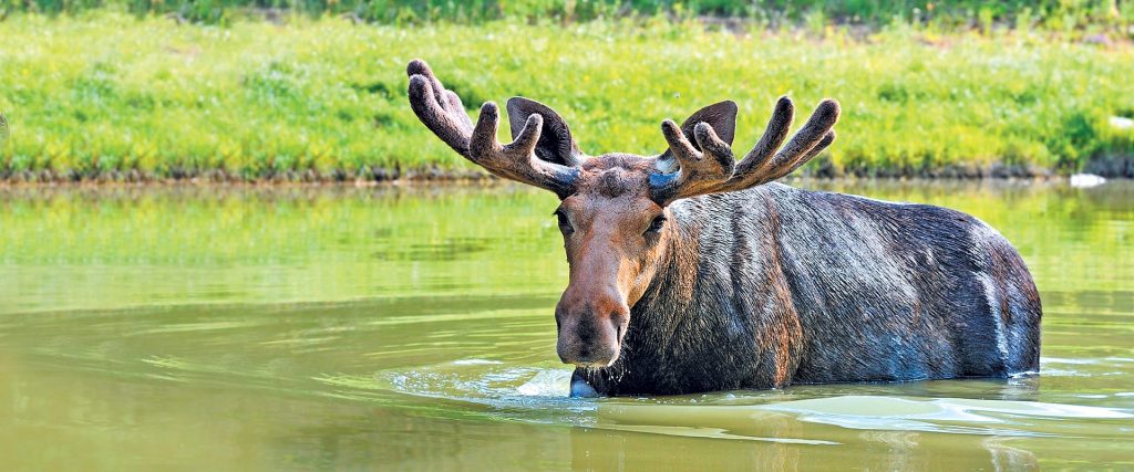 Emerald Tours Moose