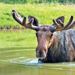 Emerald Tours Moose