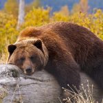 Emerald Tours Sleeping Bear