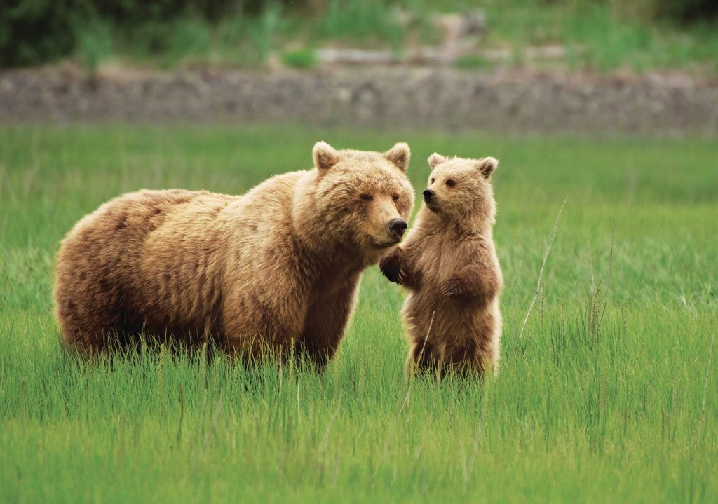Grizzly bears