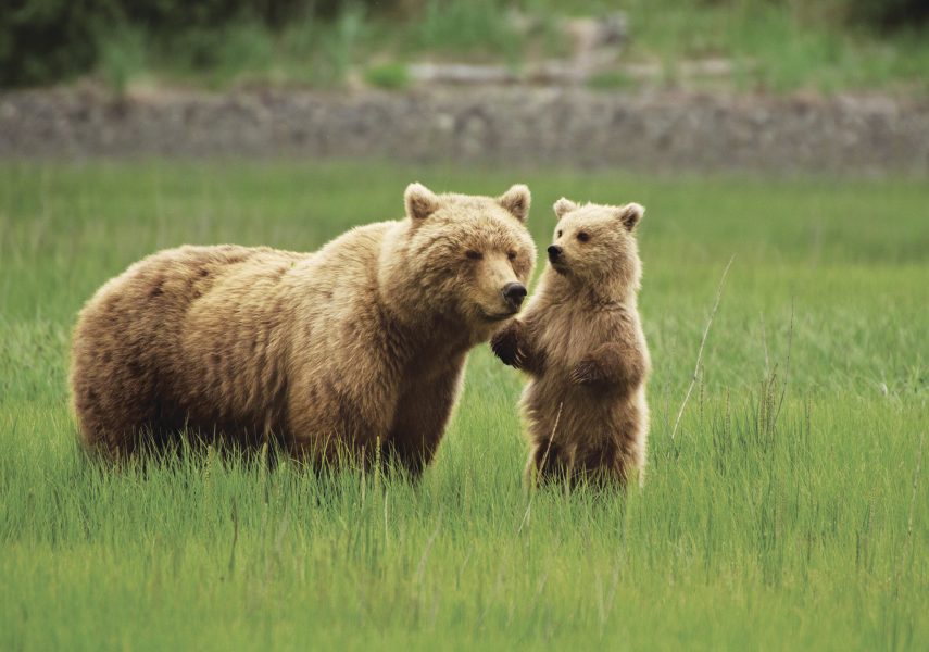 Grizzly bears
