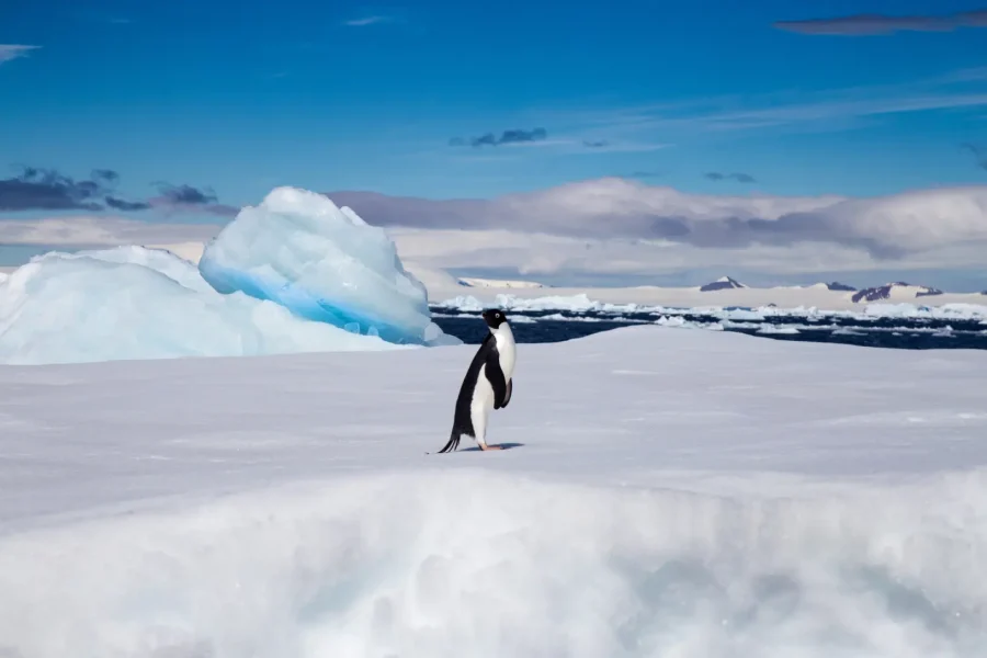 Adelie Penguin