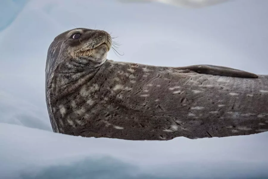 Weddell Seal