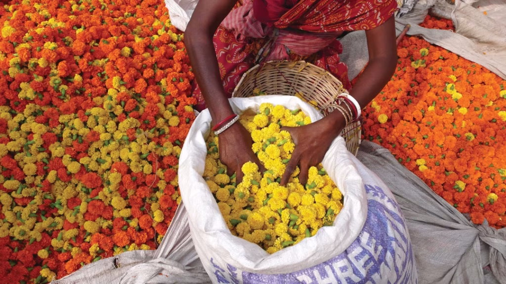 Woman sorting bright orange and yellow marigolds into a sack at a flower market.