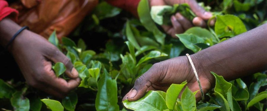 Picking tea leaves