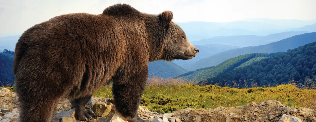 Port the Inside Passage Alaska Us Bear 2