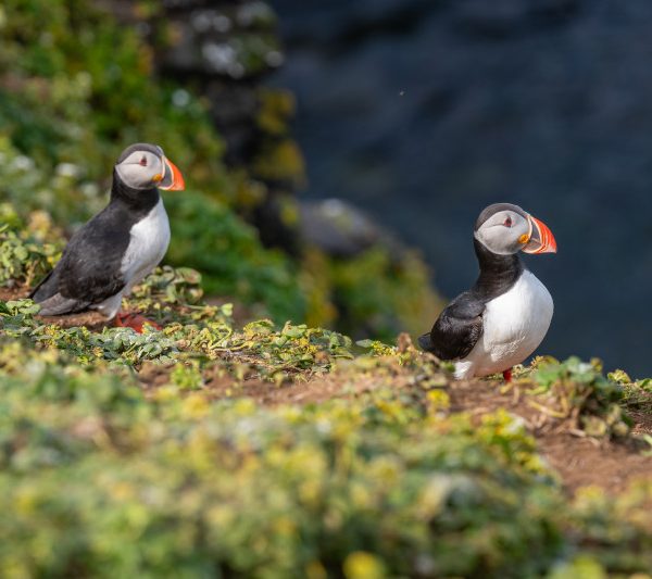 Grimsey Island Puffin