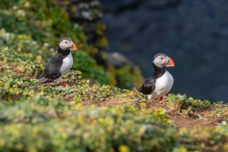 Grimsey Island Puffin