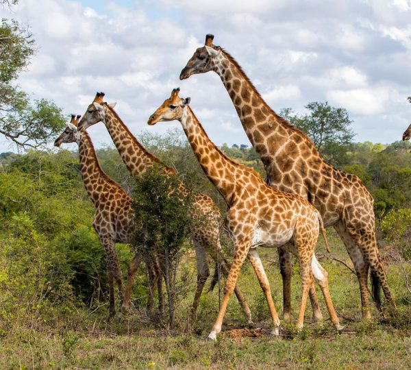 Greater Kruger Giraffes