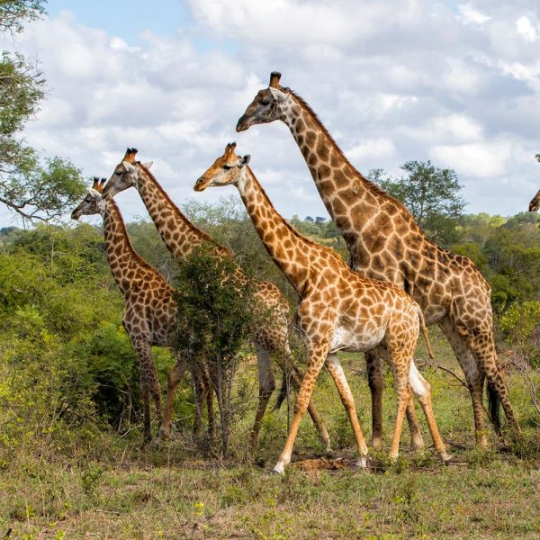 Greater Kruger Giraffes