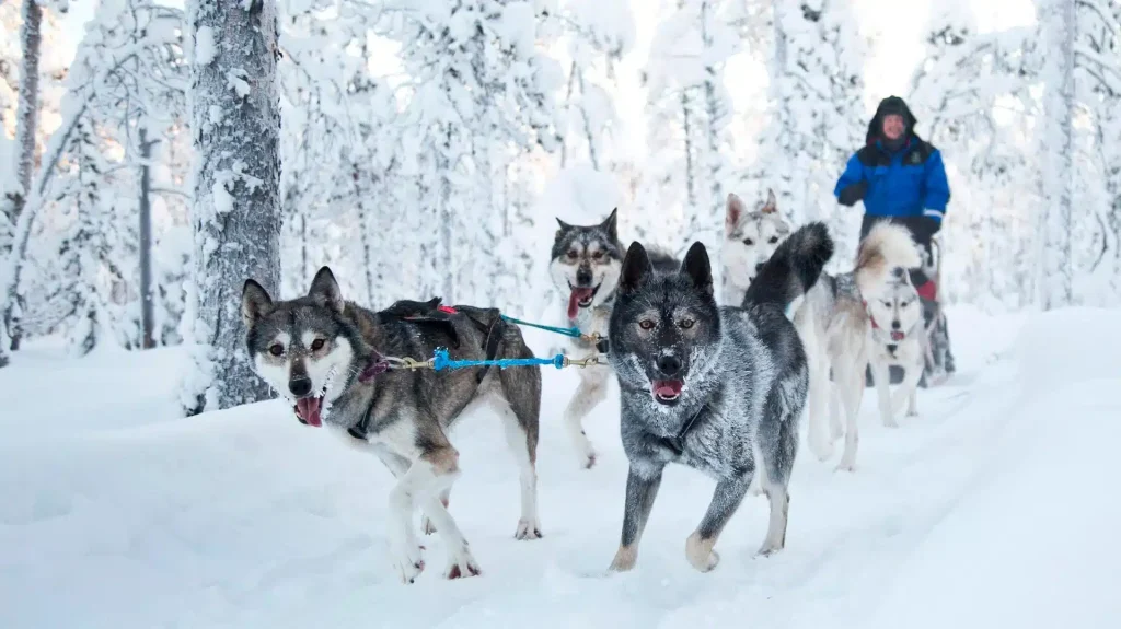 Husky Safari 1