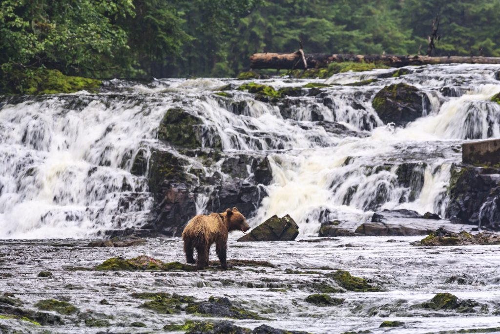 Young Brown Bear