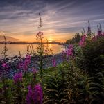 Sitka