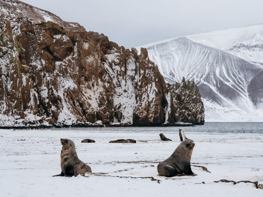 Fur Seals Deception Island Antarctica Matt Horspool Min