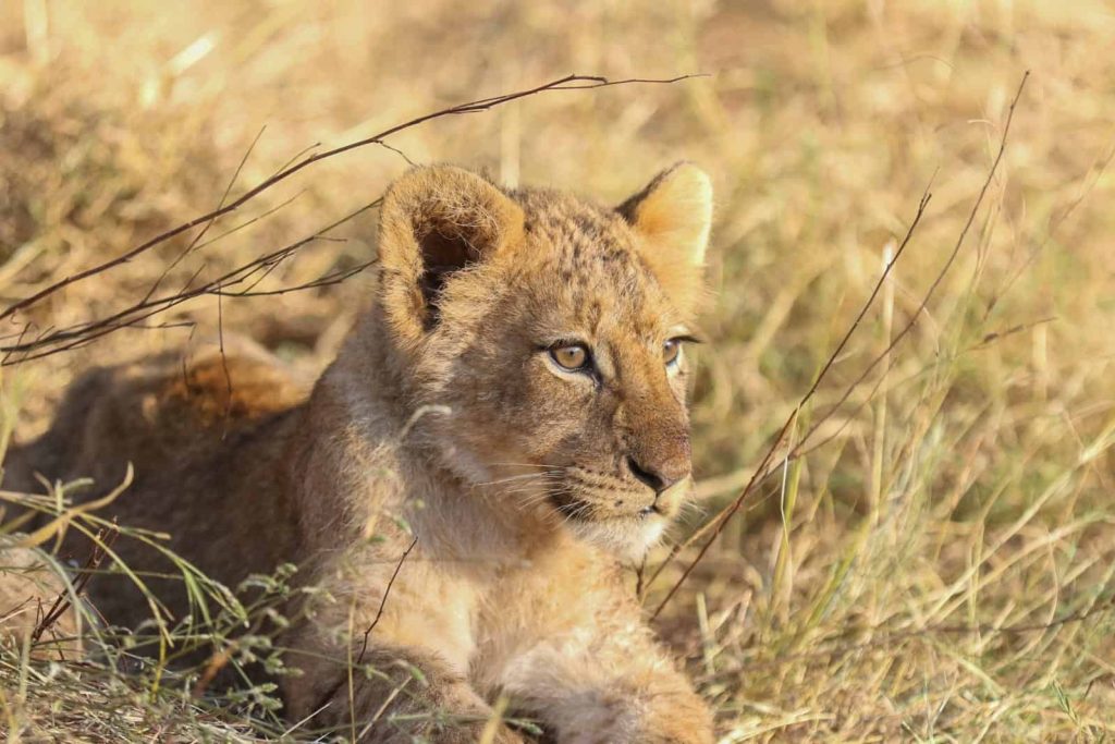 Kapama Guernsey Cub