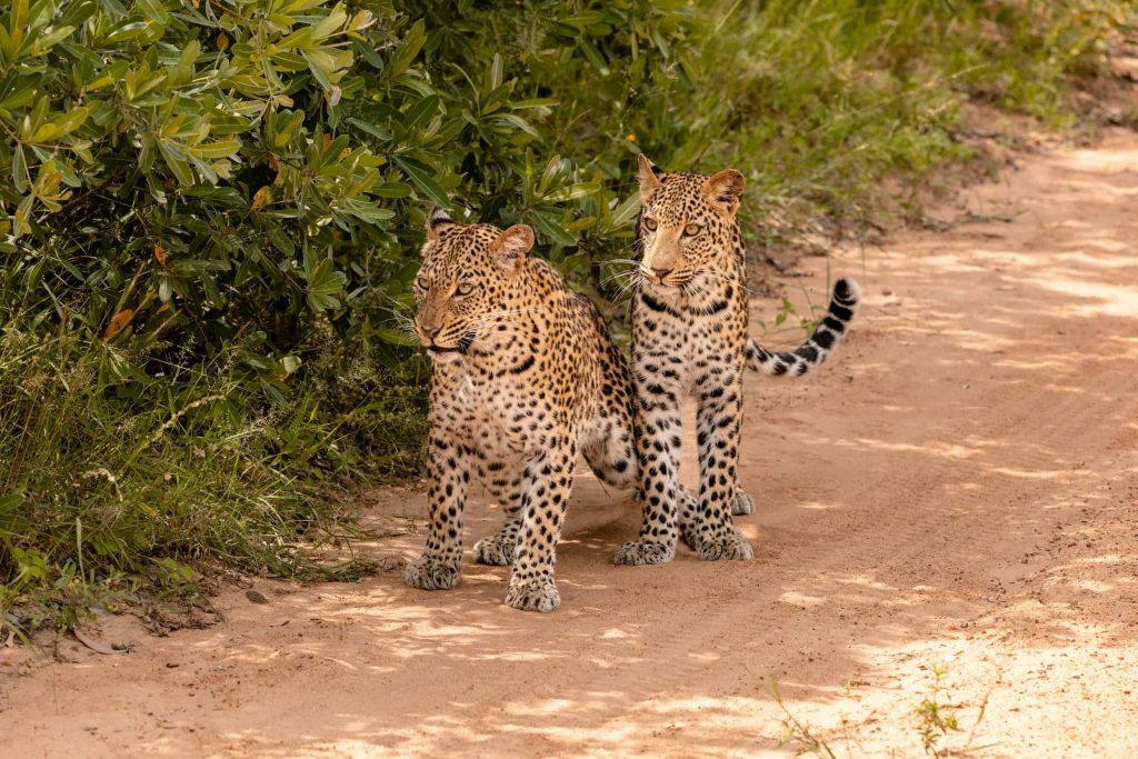 Kapama Wildlife Leopard Duo 1
