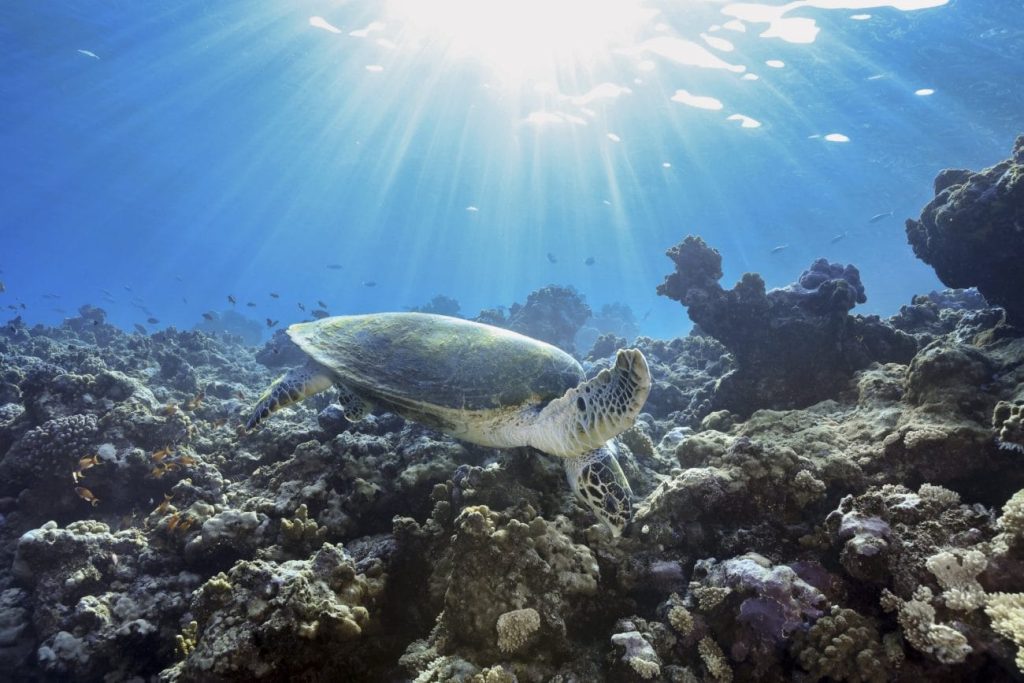 Sea turtle swimming over a coral reef in sunlit blue water.