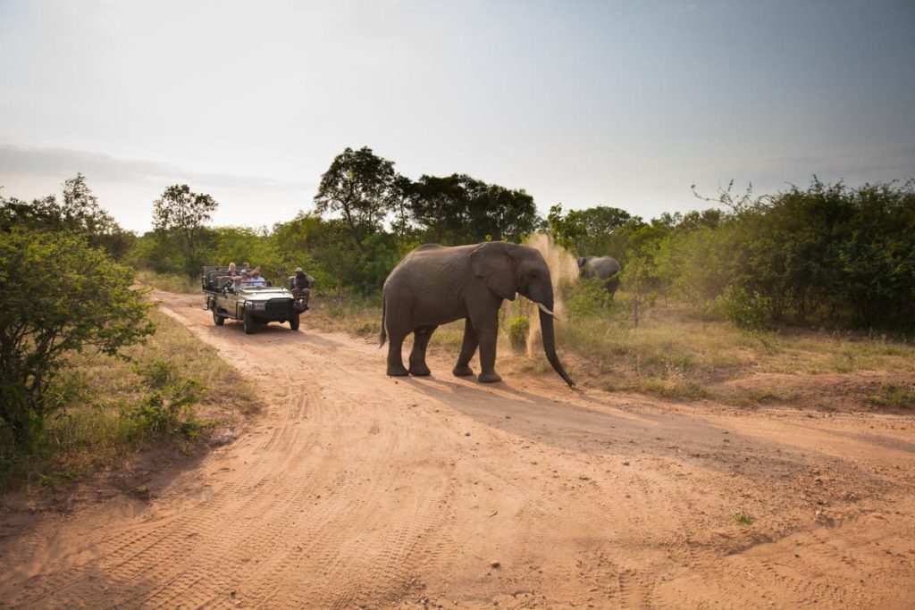 Kapama Activities Game Drive 4