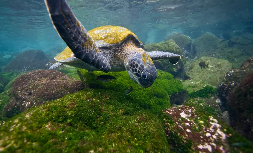 Green sea turtle swimming over algae-covered rocks in clear shallow water.