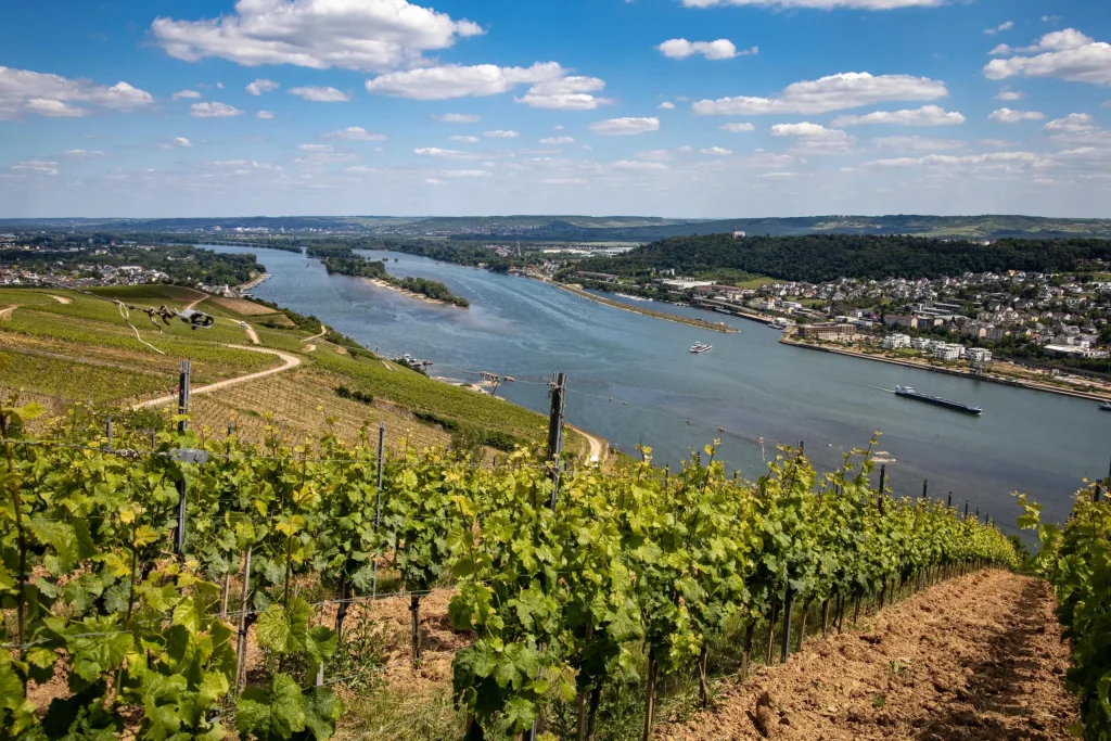 Vineyard rows on a steep slope overlooking a wide river and a cargo barge.