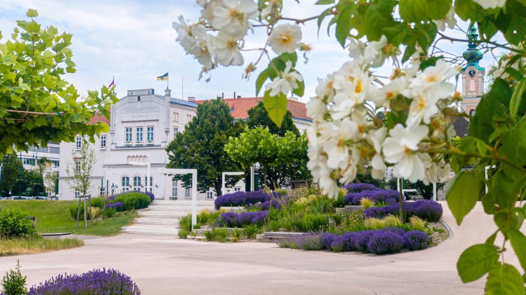 Town square with a white Rathaus building, flagpoles, and a clock tower framed by blooming white flowers and lavender beds in the foreground.