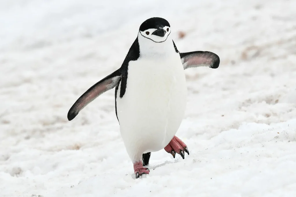 Ponant Le Commandant Charcot Antarctica