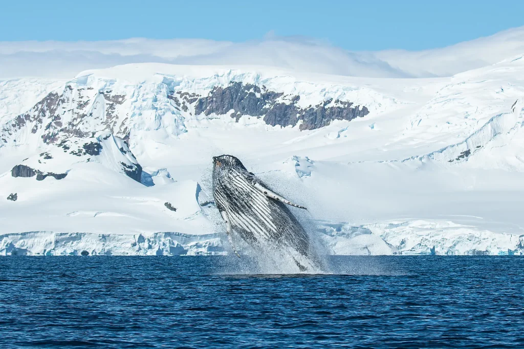 Humpback whale breaching from deep blue water in front of snow-covered Antarctic mountains.