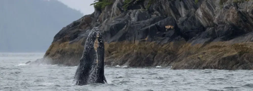 Humpback whale breaching vertically from grey water beside a rocky forested shoreline.