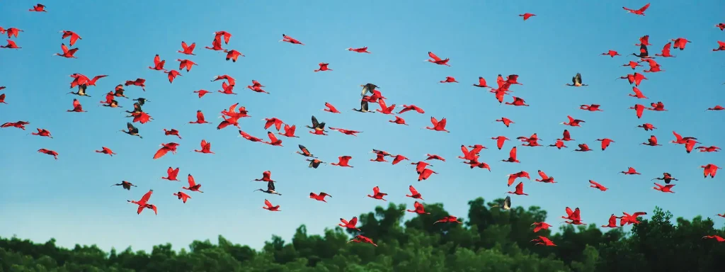Flock of scarlet ibises flying over green treetops under a clear blue sky.