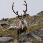 Blickkontakt Eye Contact Severin Frank Msrichardwith Aug 18 2025 Reindeer 1773 1