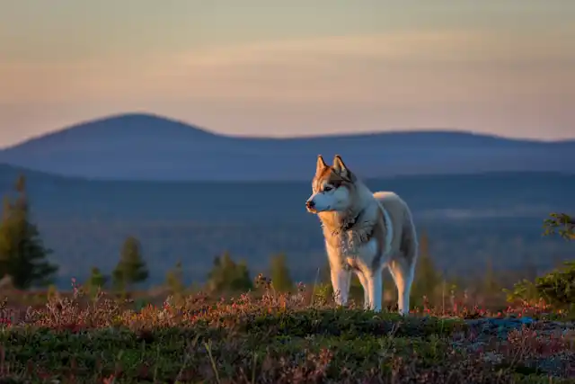 Husky standing on tundra with mountains and forest at sunset.