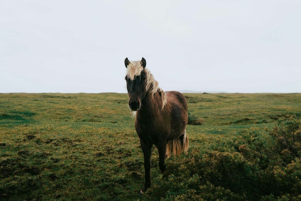 Chestnut horse with a pale mane standing in green grassy moorland.