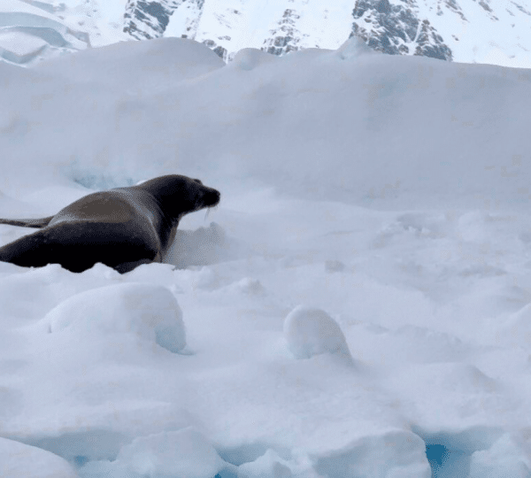 Wildlife Spotting from Zodiac Aurora Expeditions