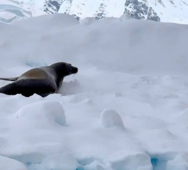 Wildlife Spotting from Zodiac Aurora Expeditions