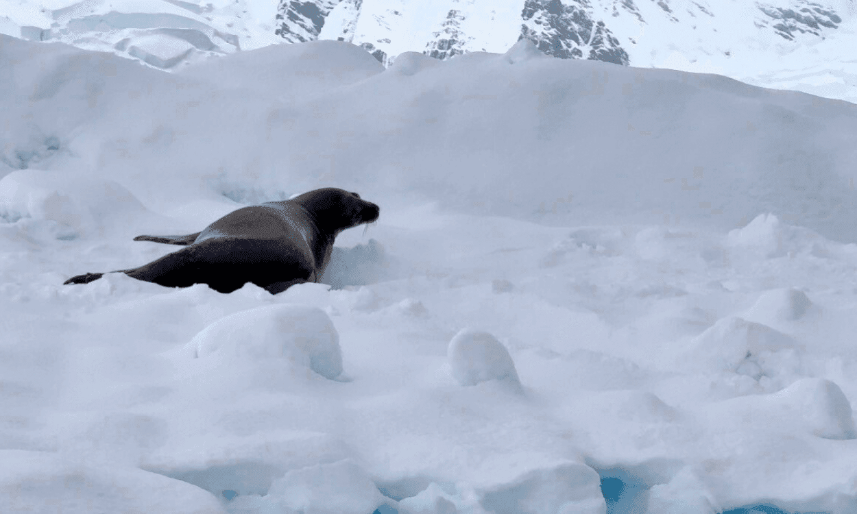 Wildlife Spotting from Zodiac Aurora Expeditions